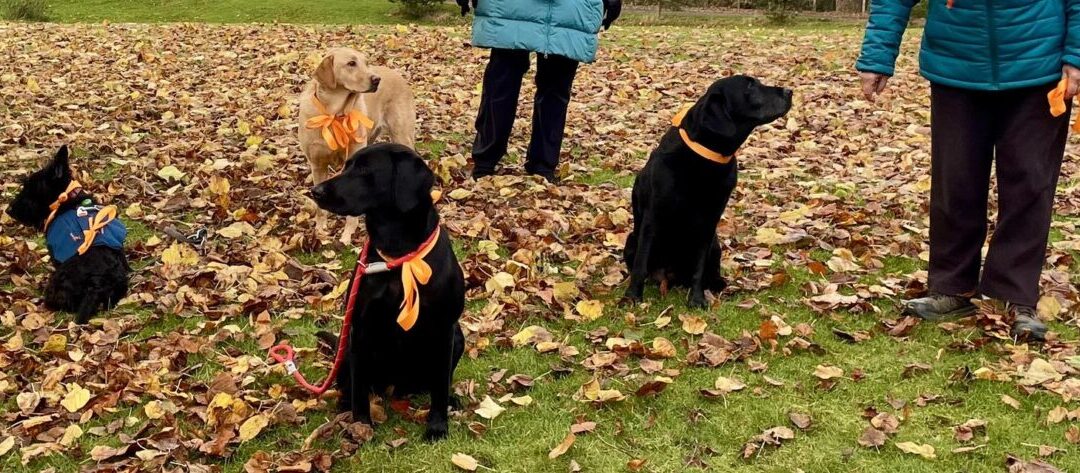 D1 – Kinross & District -It’s a DOGS day