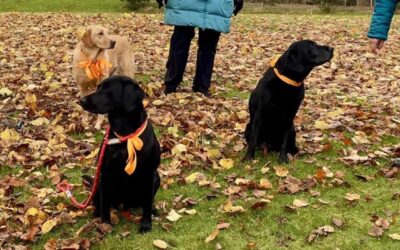 D1 – Kinross & District -It’s a DOGS day